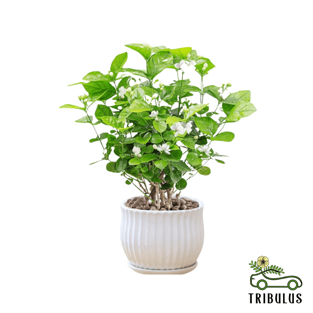 Arabian Jasmine