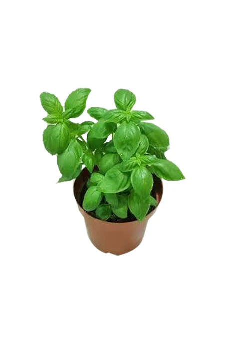 Sweet Basil - Ocimum Basilicum