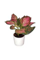 Aglaonema pink