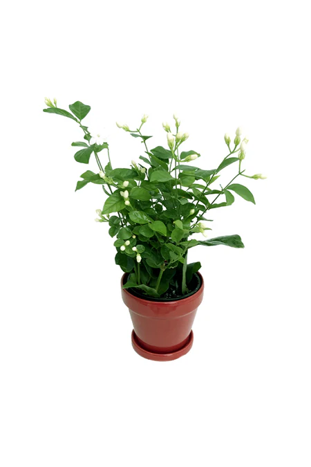 Arabian Jasmine