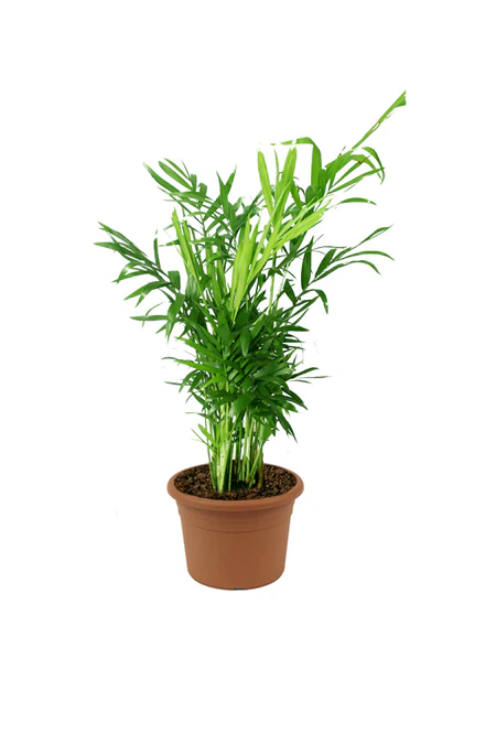 Parlor Palm - Chamaedorea Elegans - Image 3
