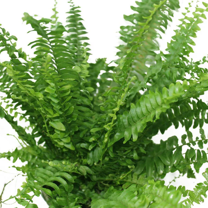 Boston Fern - Nephrolepis Exaltata