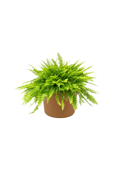 Boston Fern - Nephrolepis Exaltata - Image 3