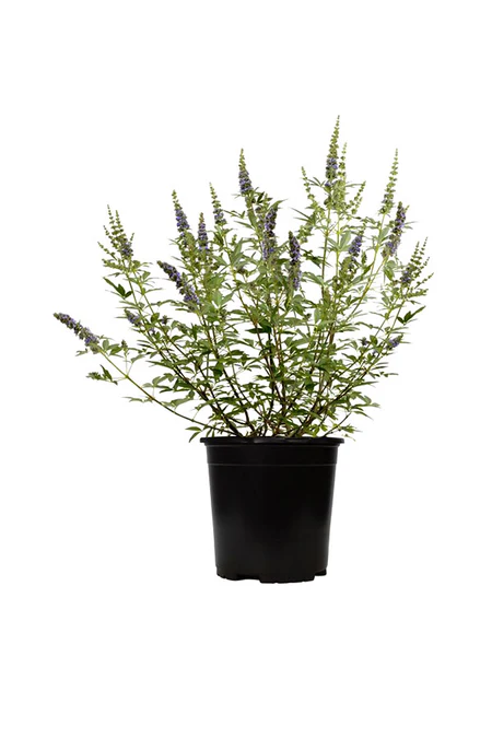 Chaste Tree - Vitex Agnus - Castus - Image 3
