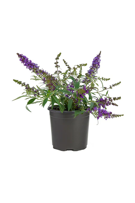 Chaste Tree - Vitex Agnus - Castus - Image 5