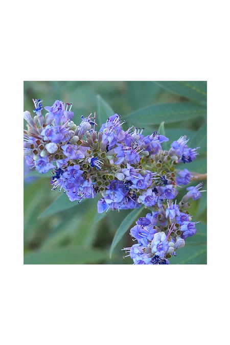 Chaste Tree - Vitex Agnus - Castus