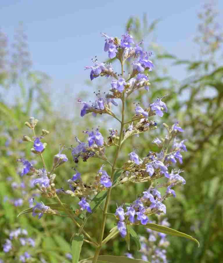 Chaste Tree - Vitex Agnus - Castus - Image 7