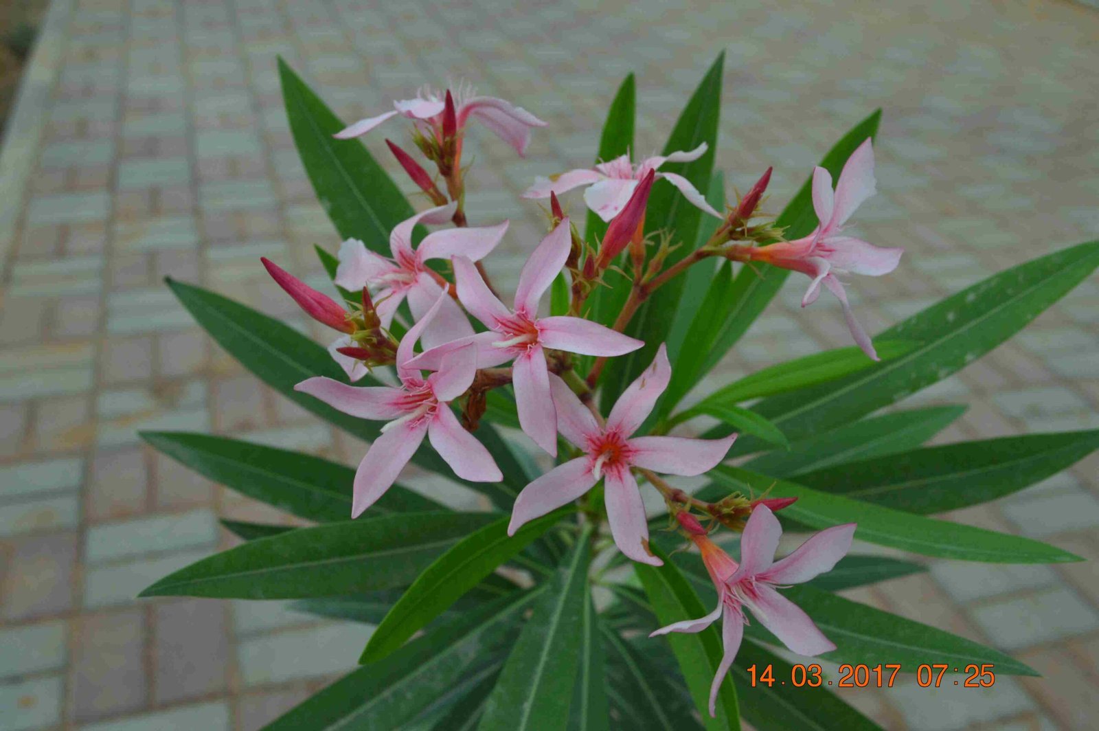Nerium Oleander - Image 3