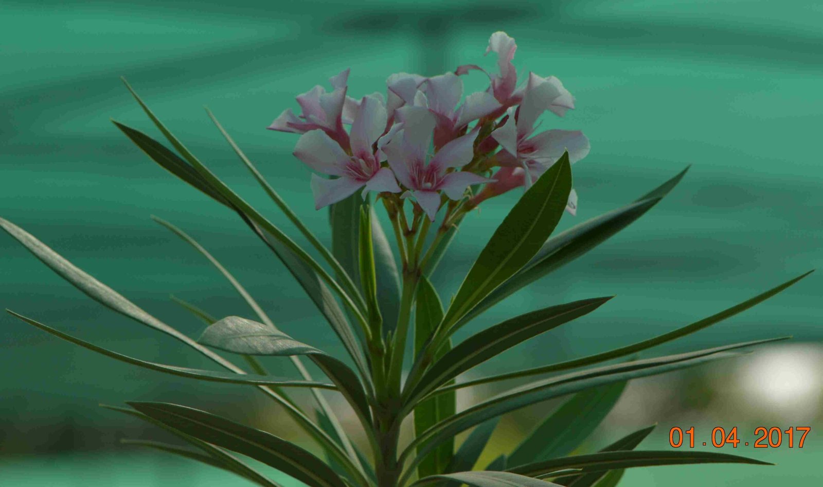 Nerium Oleander - Image 4