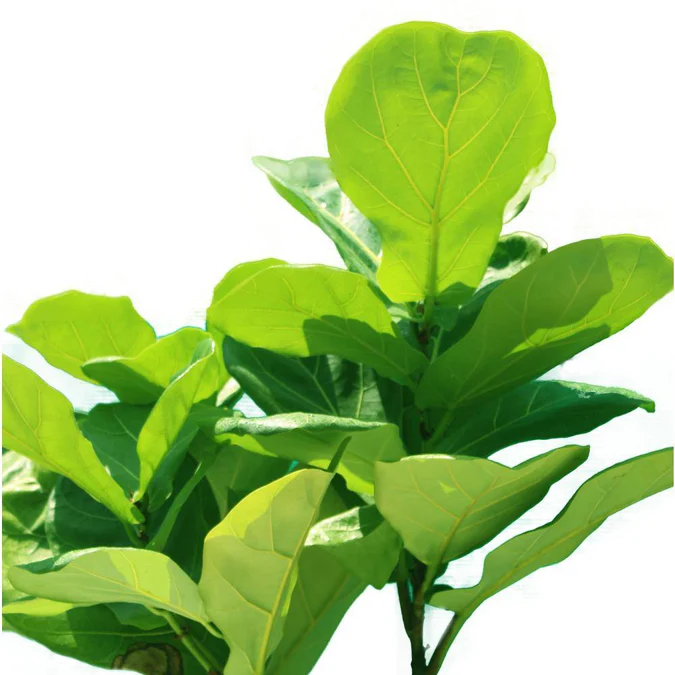 Fiddle Leaf Fig Single Stemp - Ficus Lyrata - Image 3