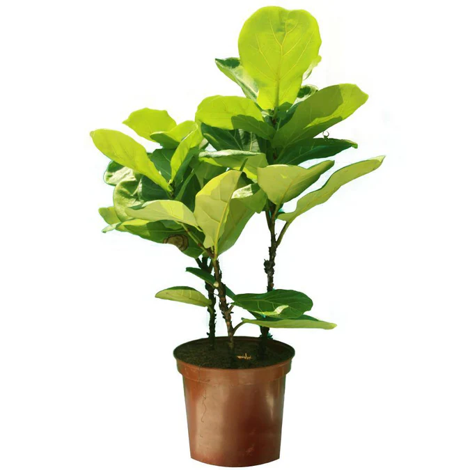 Fiddle Leaf Fig Single Stemp - Ficus Lyrata - Image 5