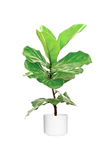 Fiddle Leaf Fig Single Stemp - Ficus Lyrata