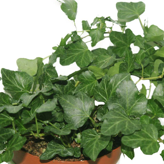 English Ivy