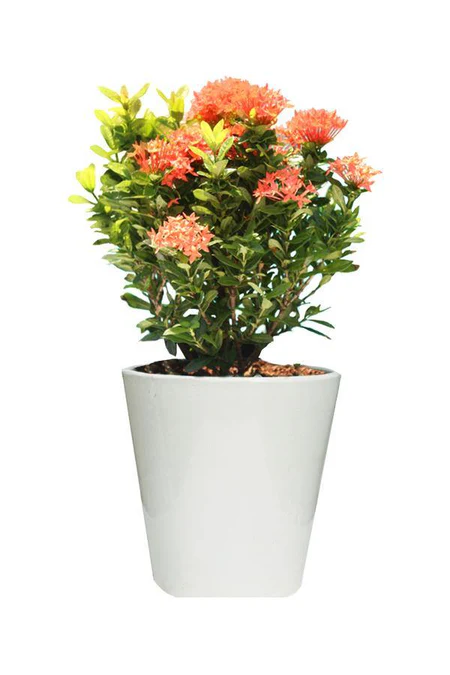 Ixora - Ixora Coccinea