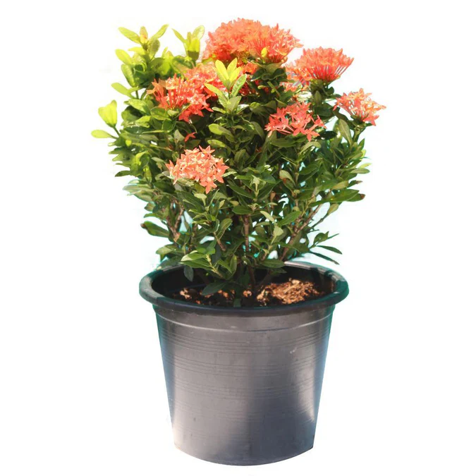 Ixora - Ixora Coccinea - Image 3