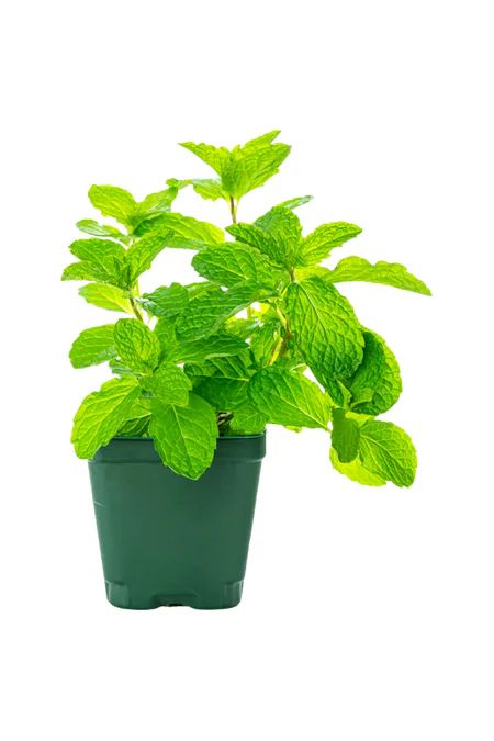Mint