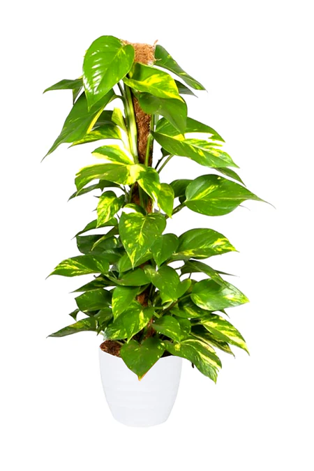 Money Plant - Epipremnum Aureum