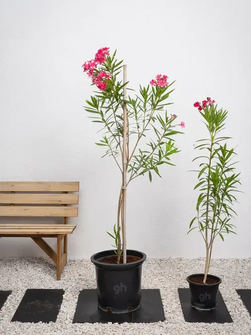 Nerium Oleander - Image 5