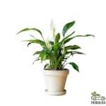 Peace Lily - Spathiphyllum