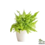 Boston Fern - Nephrolepis Exaltata