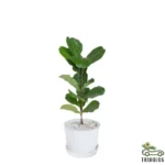 Fiddle Leaf Fig Single Stemp - Ficus Lyrata