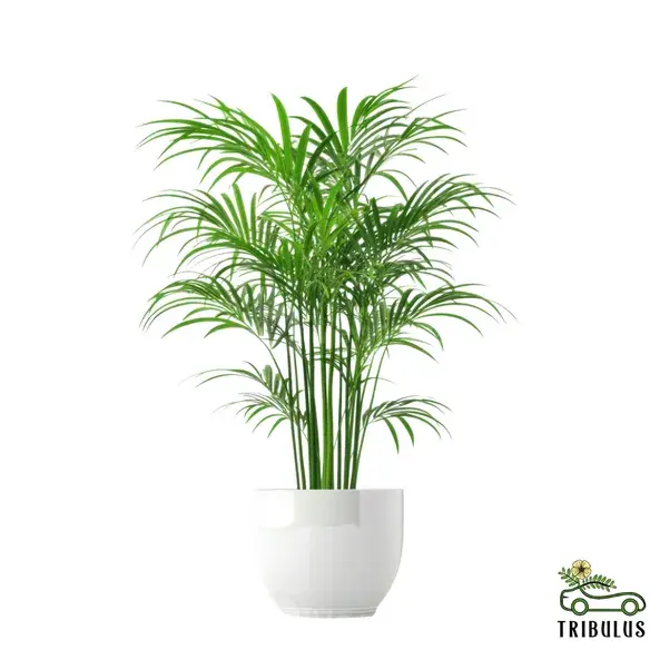 Parlor Palm - Chamaedorea Elegans