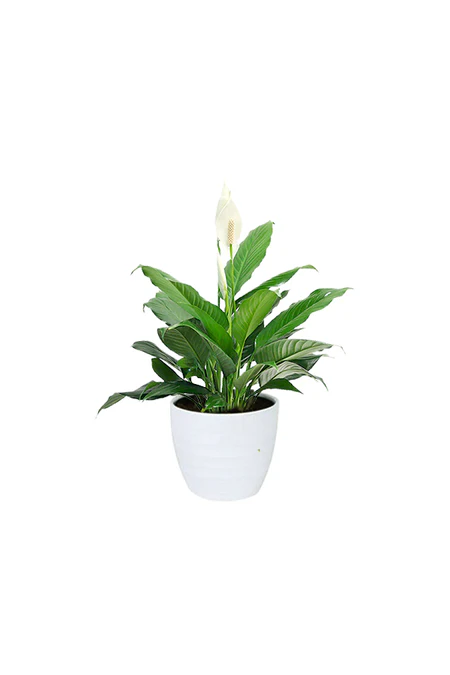 Peace Lily - Spathiphyllum