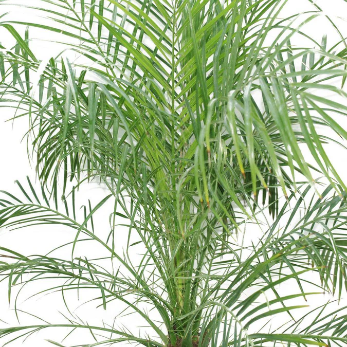 Date Palm