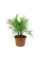 Date Palm - Image 4