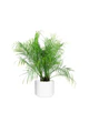 Date Palm - Image 5