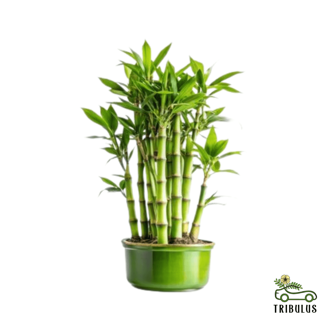 Lucky bamboo