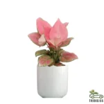 Aglaonema pink