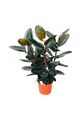 Rubber Fig - Image 4