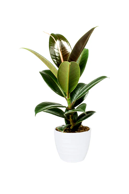 Rubber Fig