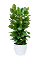 Rubber Fig - Image 5