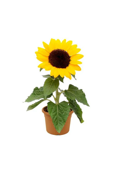 Sunflower - Helianthus