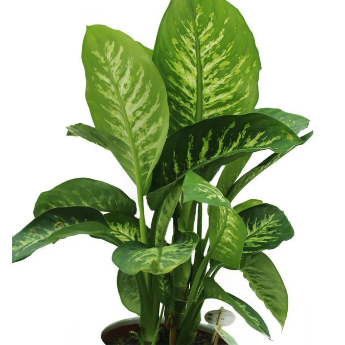 Tropic Snow - Dieffenbachia Seguine - Image 3
