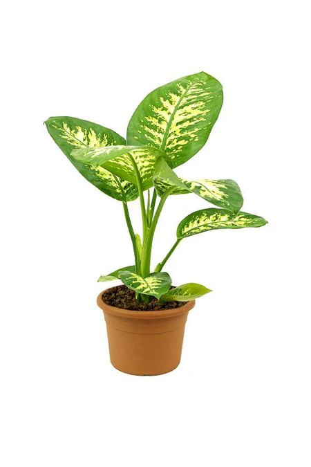 Tropic Snow - Dieffenbachia Seguine - Image 4