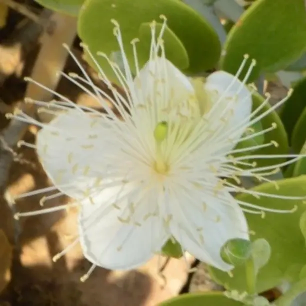 Native Plants