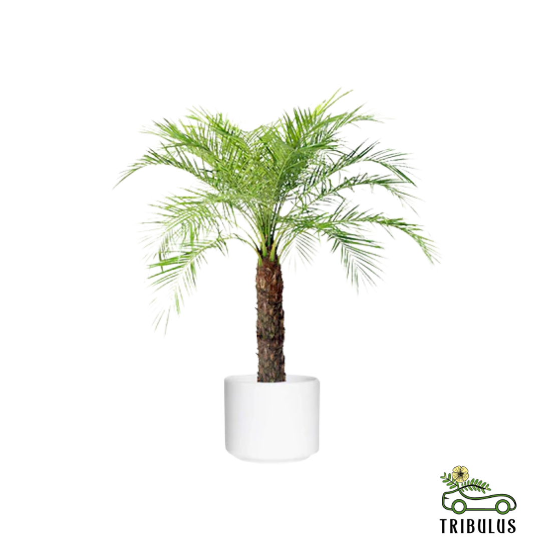Date Palm