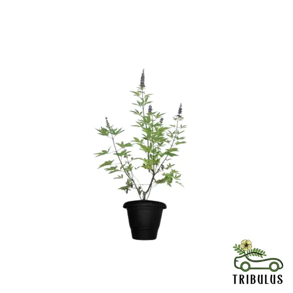 Chaste Tree - Vitex Agnus - Castus