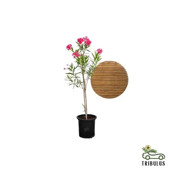 Nerium Oleander