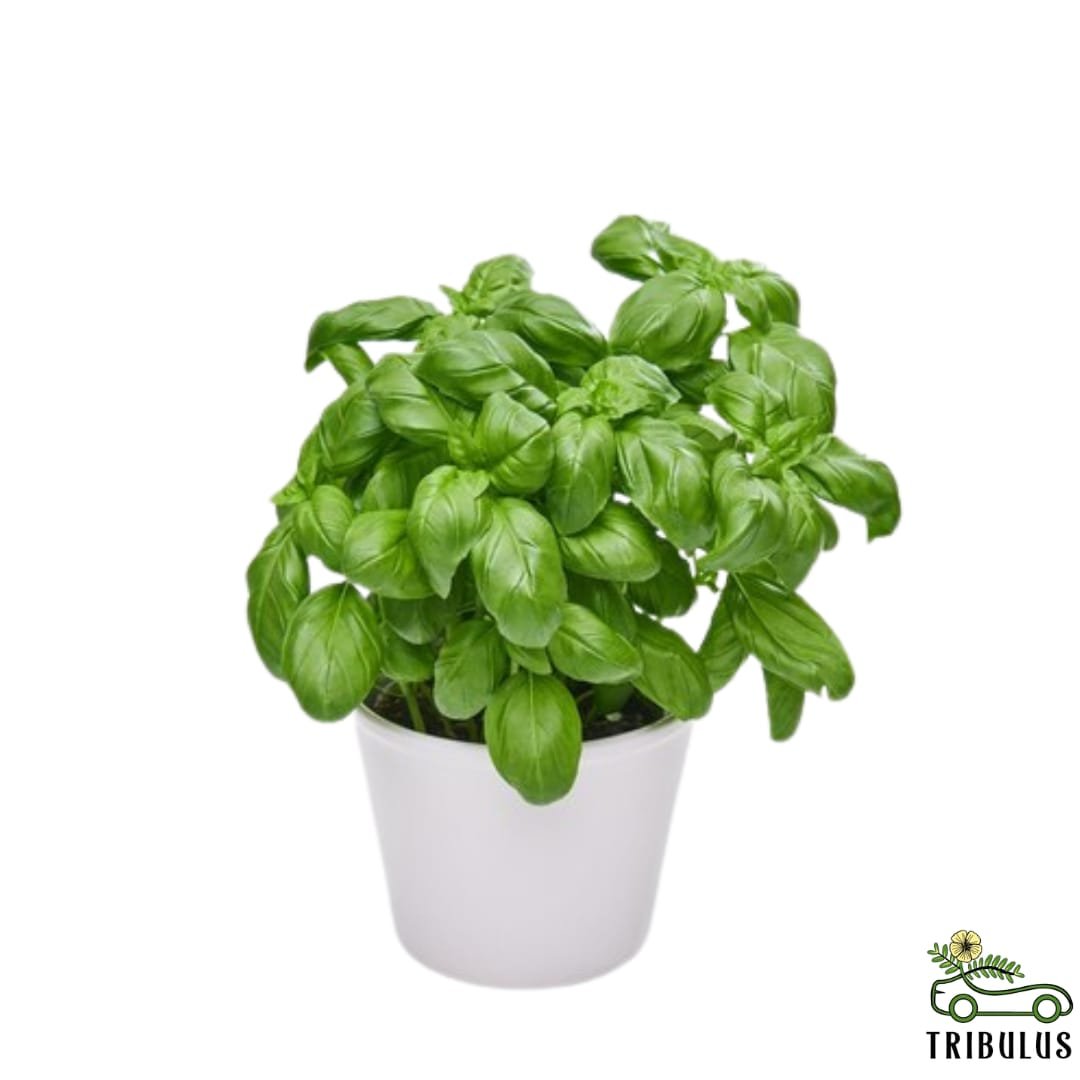 Sweet Basil - Ocimum Basilicum