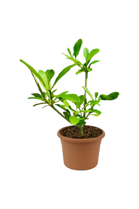 Wild Jasmine ( Clerodendrum Inerme )