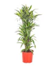 Dracaena-lemon-lime