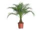 Date Palm - Image 3