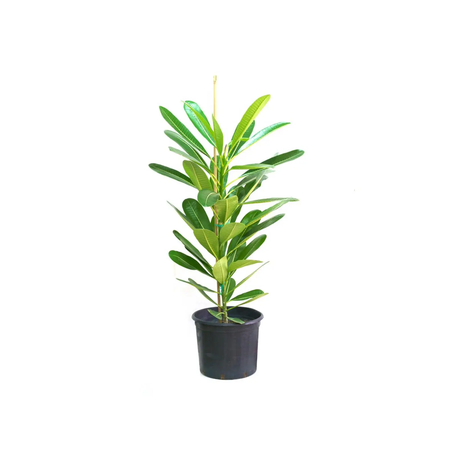 Plumeria Obtusa-Frangipani