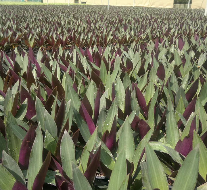 Rhoeo Discolor or Moses-in-the-Cradle
