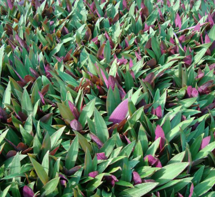 Rhoeo Discolor or Moses-in-the-Cradle - Image 3