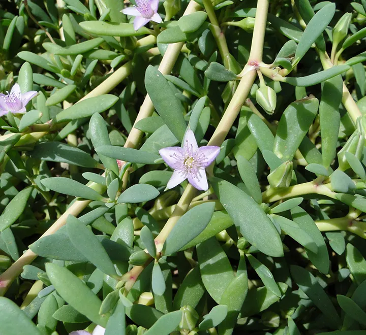 Sesuvium Portulacastrum or Shoreline seapurslane
